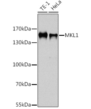 MKL1 Rabbit Polyclonal Antibody