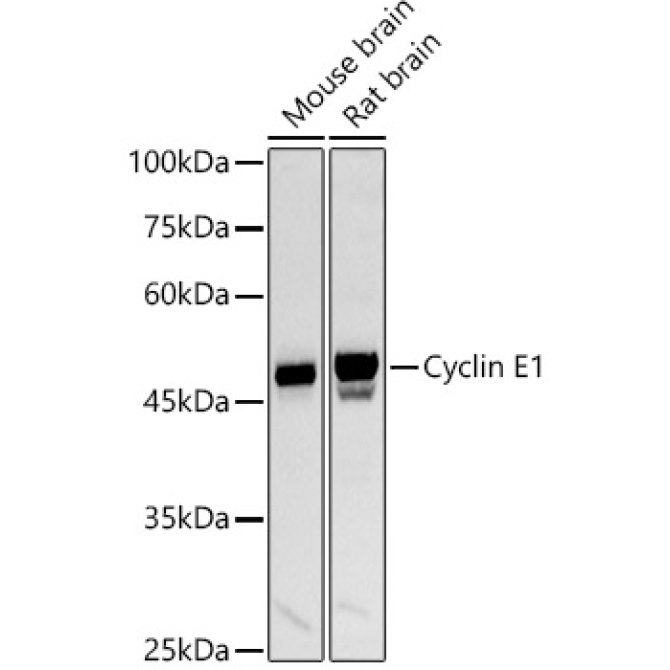 Cyclin E1 Rabbit Polyclonal Antibody