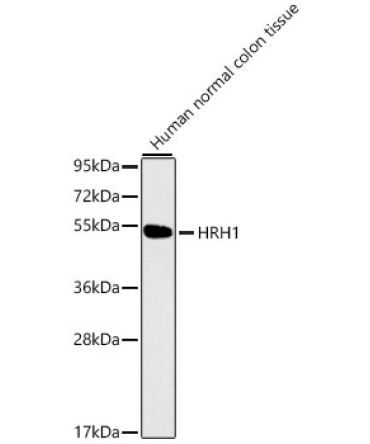 HRH1 Rabbit Polyclonal Antibody