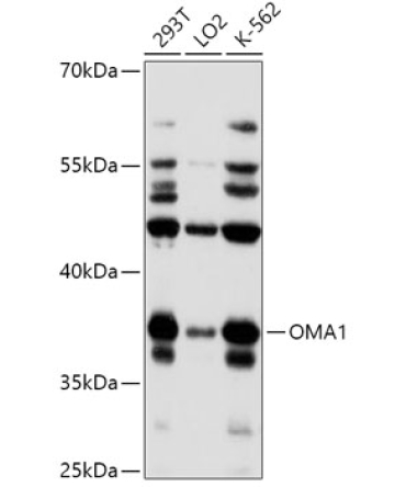 OMA1 Rabbit Polyclonal Antibody