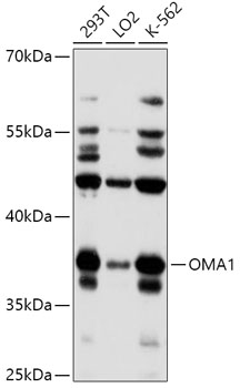 OMA1 Rabbit Polyclonal Antibody