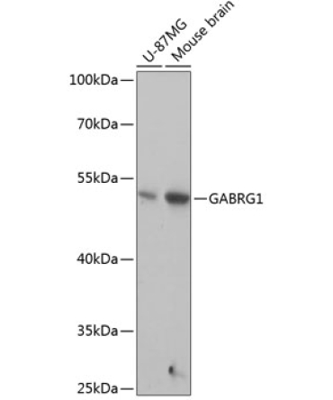 GABRG1 Rabbit Polyclonal Antibody