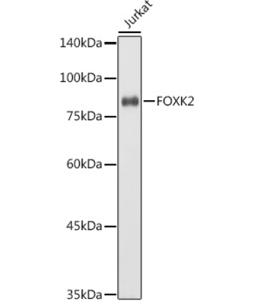 FOXK2 Rabbit Polyclonal Antibody