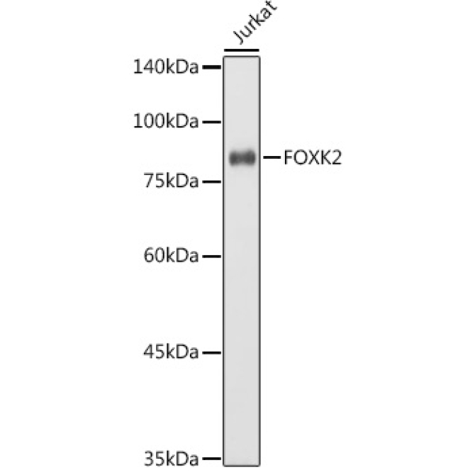 FOXK2 Rabbit Polyclonal Antibody