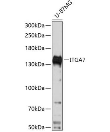 ITGA7 Rabbit Polyclonal Antibody
