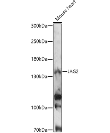 JAG2 Rabbit Polyclonal Antibody