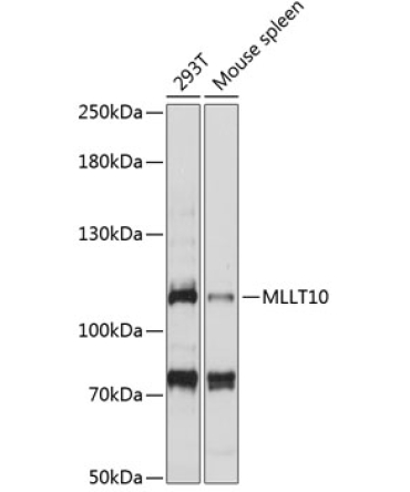 MLLT10 Rabbit Polyclonal Antibody