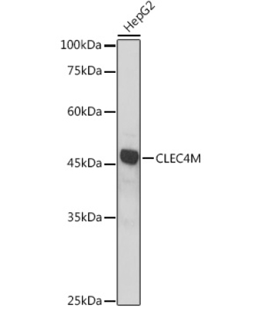 CLEC4M Rabbit Polyclonal Antibody