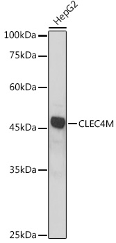 CLEC4M Rabbit Polyclonal Antibody