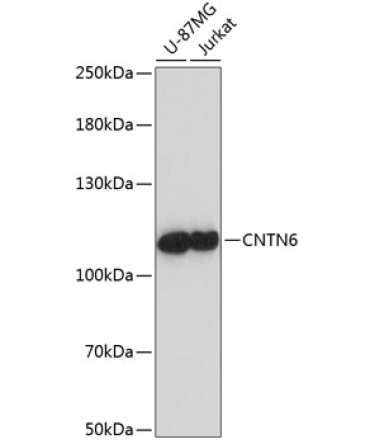 CNTN6 Rabbit Polyclonal Antibody