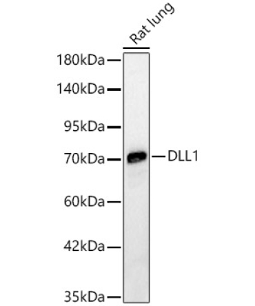 DLL1 Rabbit Polyclonal Antibody