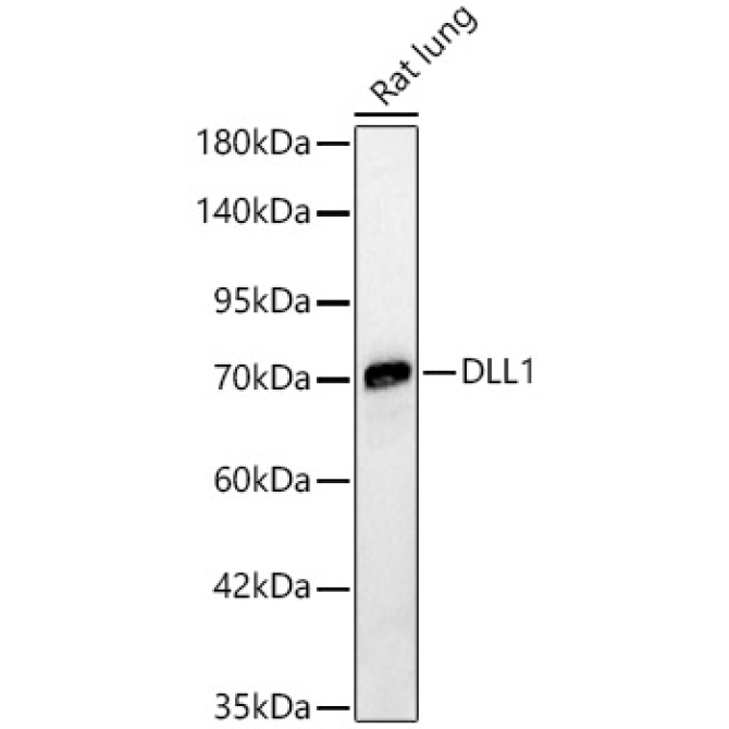 DLL1 Rabbit Polyclonal Antibody