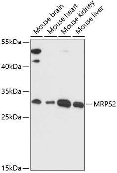 MRPS2 Rabbit Polyclonal Antibody