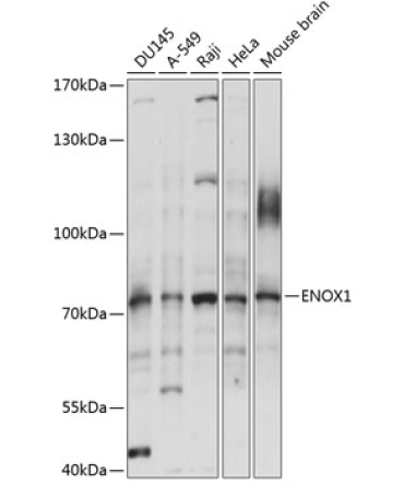 ENOX1 Rabbit Polyclonal Antibody