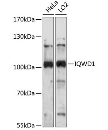 IQWD1 Rabbit Polyclonal Antibody