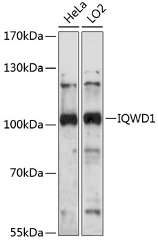 IQWD1 Rabbit Polyclonal Antibody