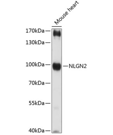 NLGN2 Rabbit Polyclonal Antibody