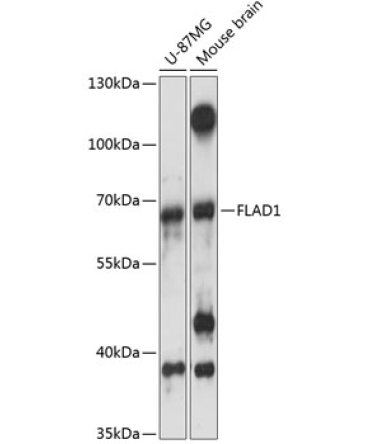 FLAD1 Rabbit Polyclonal Antibody