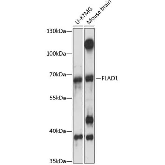 FLAD1 Rabbit Polyclonal Antibody