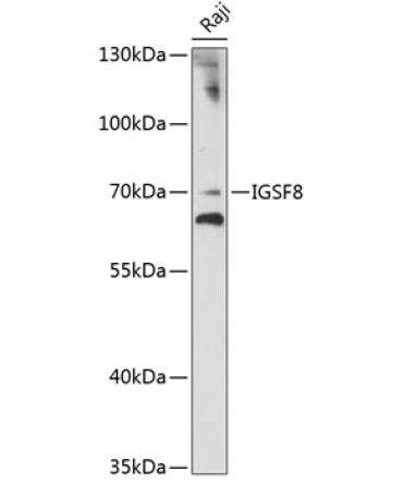IGSF8 Rabbit Polyclonal Antibody