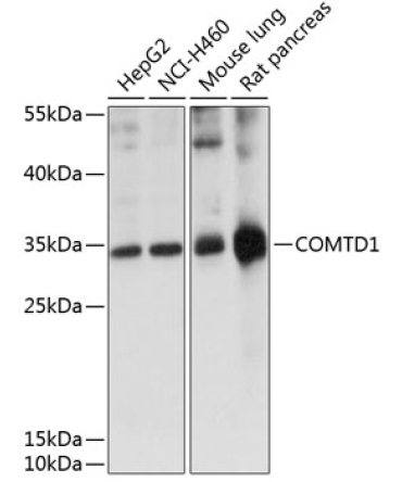 COMTD1 Rabbit Polyclonal Antibody