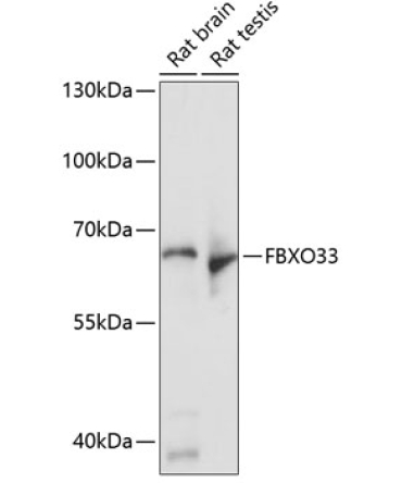 FBXO33 Rabbit Polyclonal Antibody
