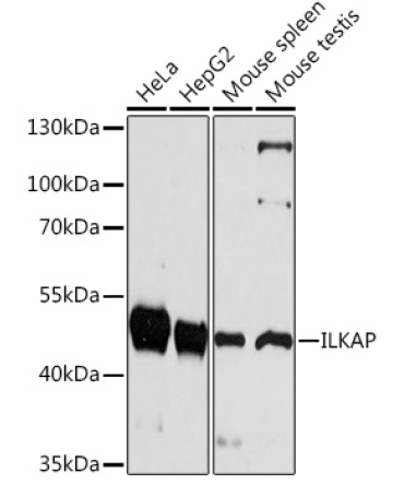 ILKAP Rabbit Polyclonal Antibody