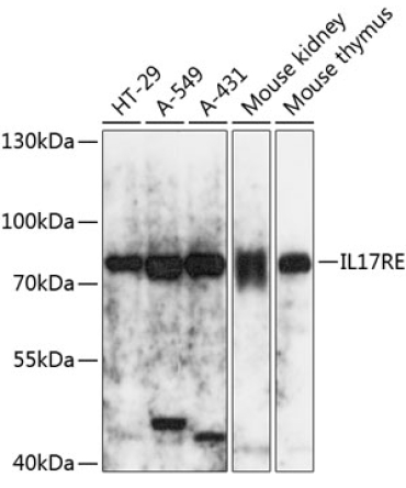 IL17RE Rabbit Polyclonal Antibody