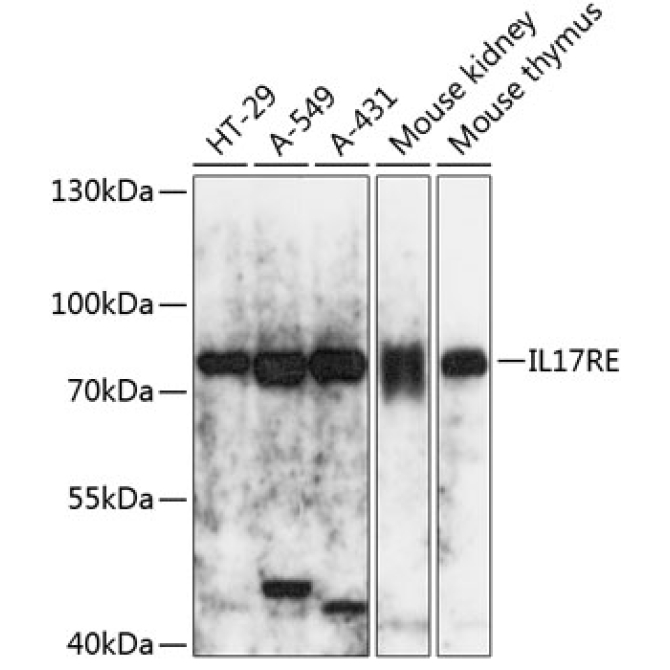 IL17RE Rabbit Polyclonal Antibody