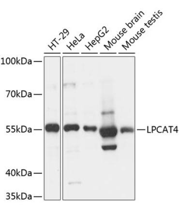LPCAT4 Rabbit Polyclonal Antibody