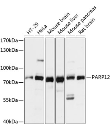 PARP12 Rabbit Polyclonal Antibody