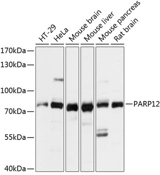 PARP12 Rabbit Polyclonal Antibody