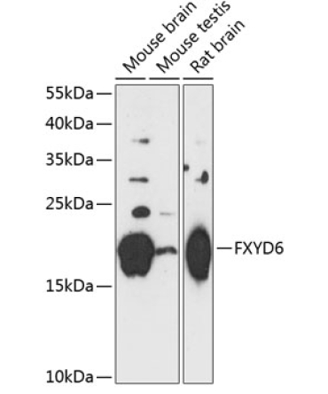 FXYD6 Rabbit Polyclonal Antibody