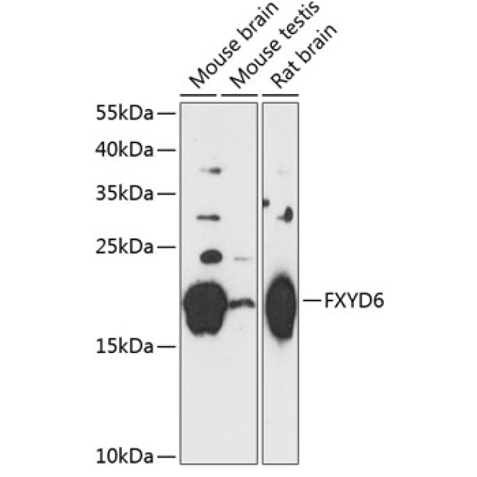 FXYD6 Rabbit Polyclonal Antibody