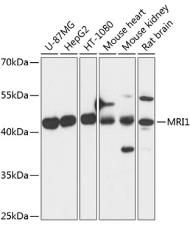 MRI1 Rabbit Polyclonal Antibody