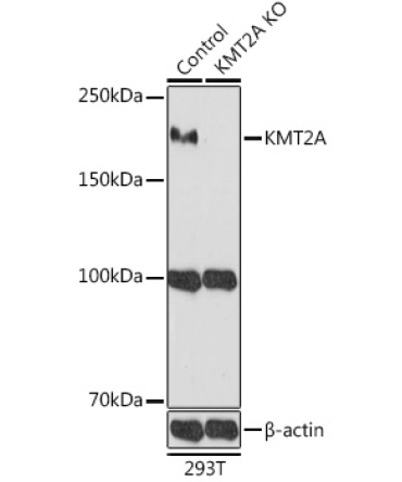 KMT2A Rabbit Polyclonal Antibody [KO Validated]