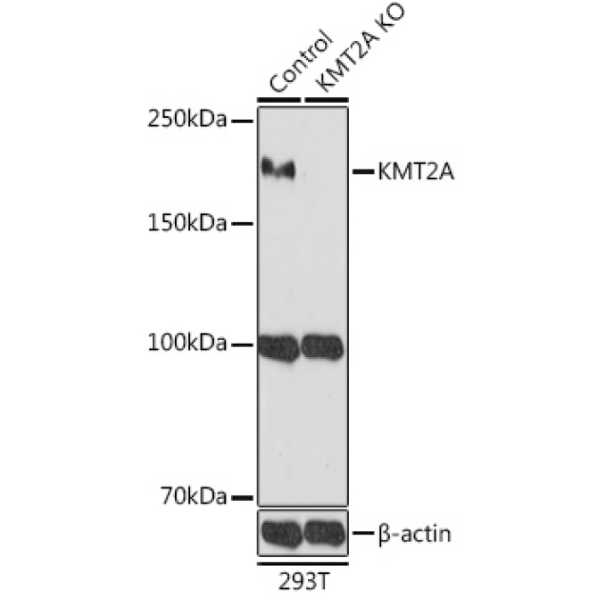 KMT2A Rabbit Polyclonal Antibody [KO Validated]