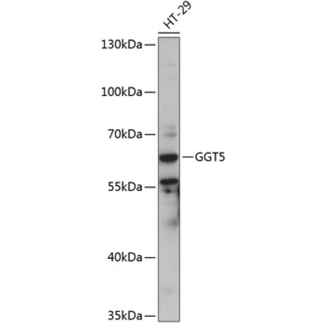 GGT5 Rabbit Polyclonal Antibody