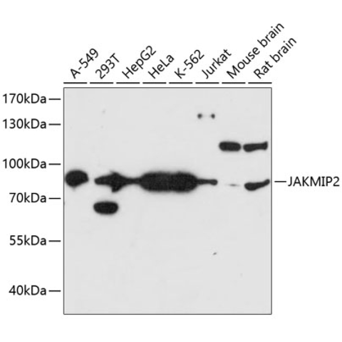 JAKMIP2 Rabbit Polyclonal Antibody