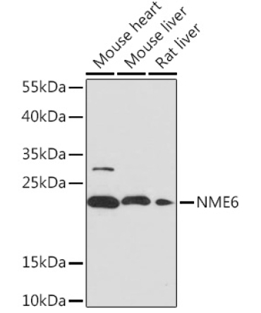 NME6 Rabbit Polyclonal Antibody