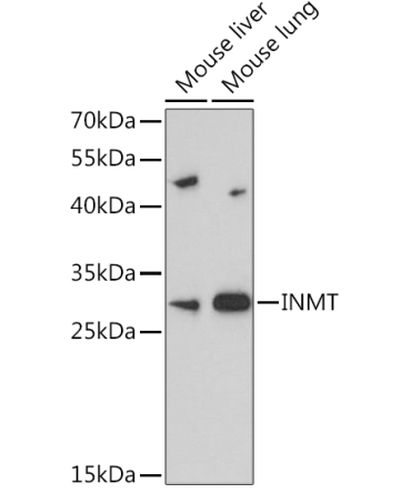 INMT Rabbit Polyclonal Antibody