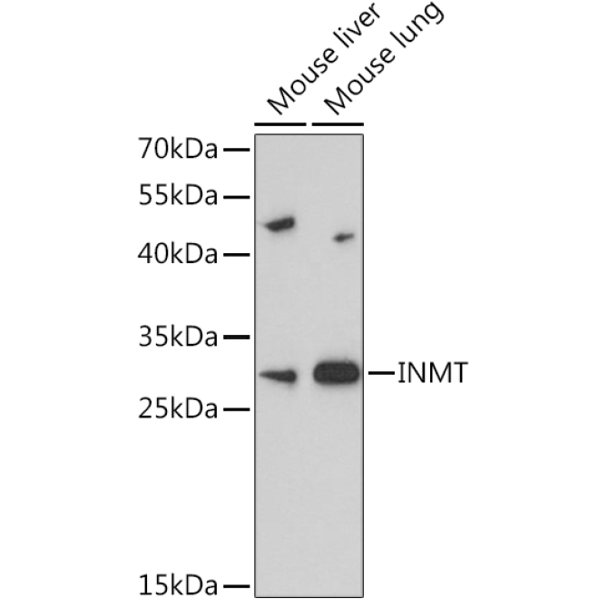INMT Rabbit Polyclonal Antibody