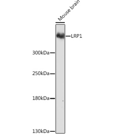 LRP1 Rabbit Polyclonal Antibody