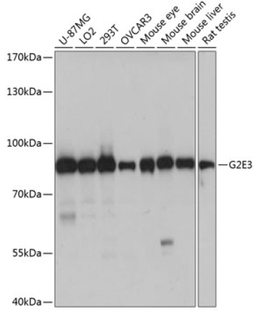 G2E3 Rabbit Polyclonal Antibody