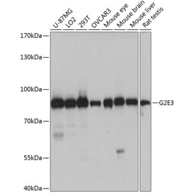 G2E3 Rabbit Polyclonal Antibody