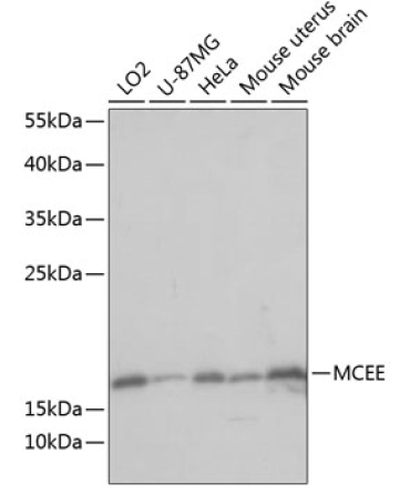 MCEE Rabbit Polyclonal Antibody