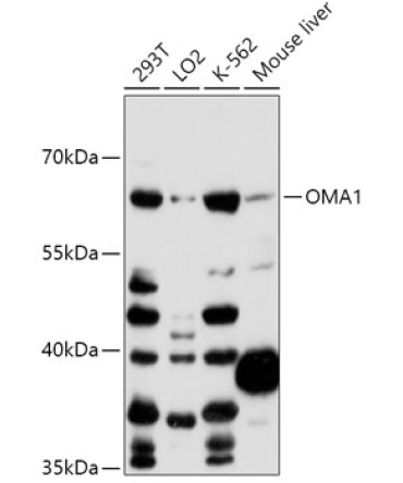 OMA1 Rabbit Polyclonal Antibody