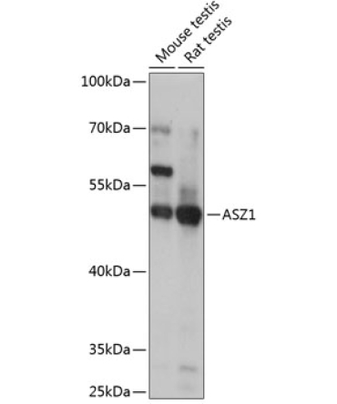 ASZ1 Rabbit Polyclonal Antibody