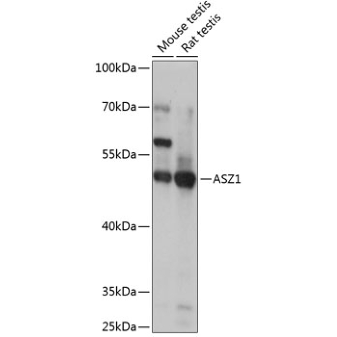 ASZ1 Rabbit Polyclonal Antibody