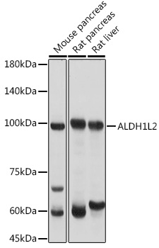 ALDH1L2 Rabbit Polyclonal Antibody